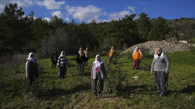 Women of the peninsula revived their natural heritage, the mastic tree